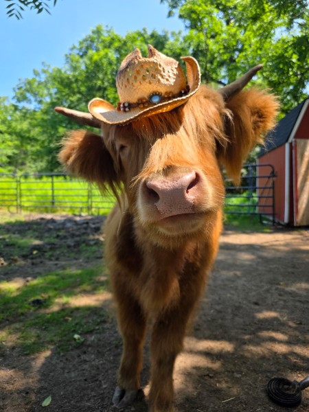 Goshen NY Petting Zoo Near Legoland NY